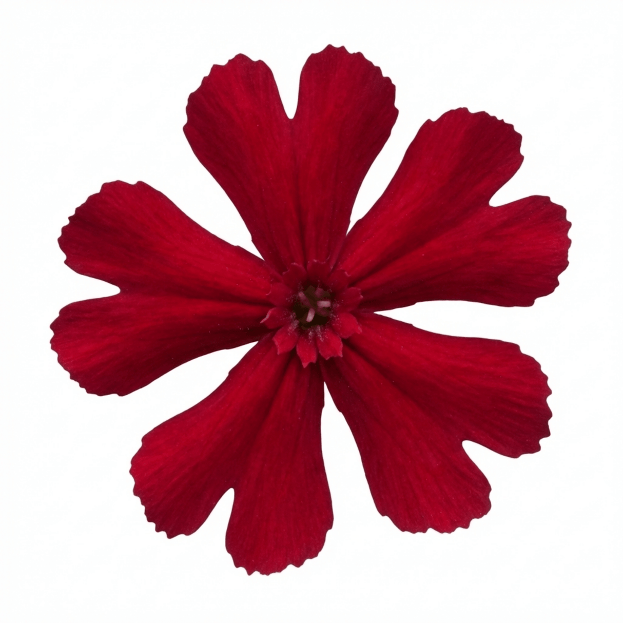 Set of 3 or 6 Lychnis Atrosanguinea ‘Rose Campion’ Hardy Cottage Garden Perennial Plants, Summer Flowering, Outdoor Garden Ready, 1 Litre Root-Ball - Frankton's