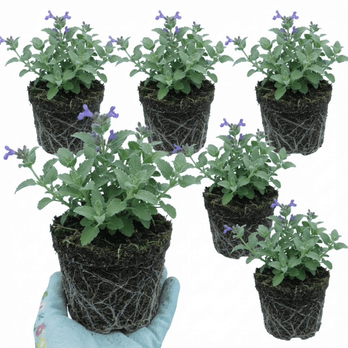 Set of 3 or 6 Nepeta Faassenii Catmint Plants, Hardy Perennial, Bee Friendly Blue Flowering Plants, Outdoor Garden Ready, 1 Litre Root-Ball - Frankton's