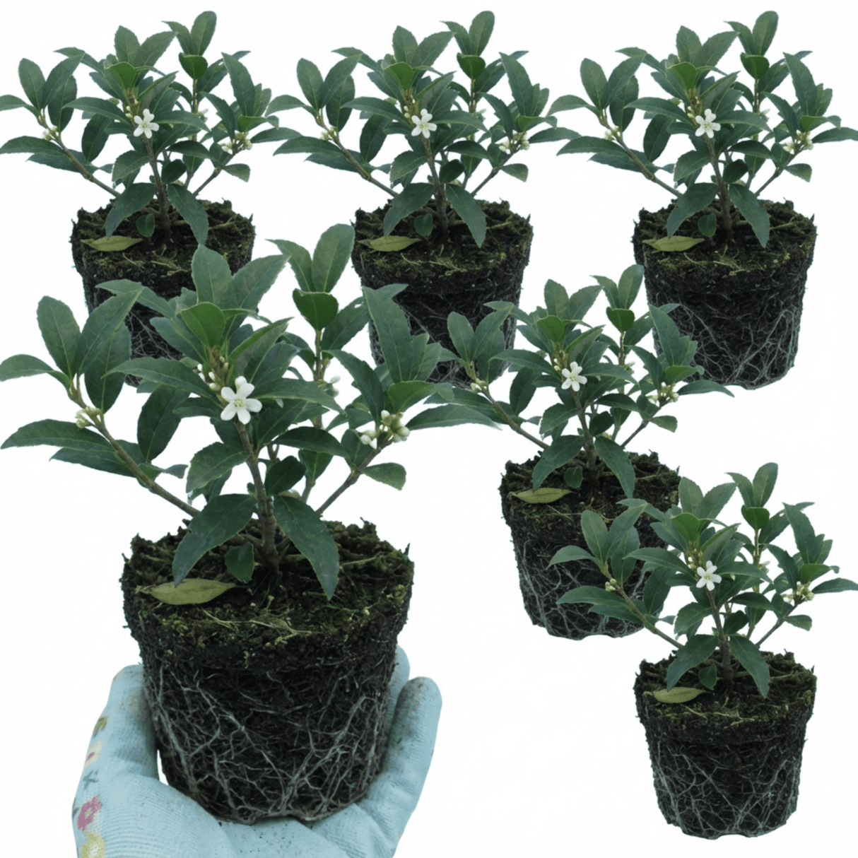 Set of 3 or 6 Osmanthus Burkwoodii Plants, Fragrant Evergreen Hedging Shrubs, Outdoor Garden Ready, White Flowers, 11cm Root-Ball - Frankton's