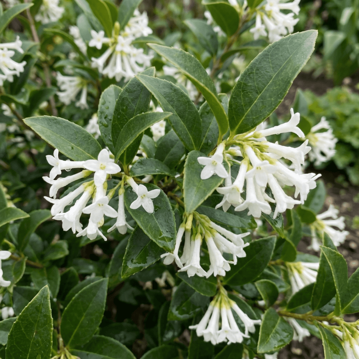 Set of 3 or 6 Osmanthus Burkwoodii Plants, Fragrant Evergreen Hedging Shrubs, Outdoor Garden Ready, White Flowers, 11cm Root-Ball - Frankton's