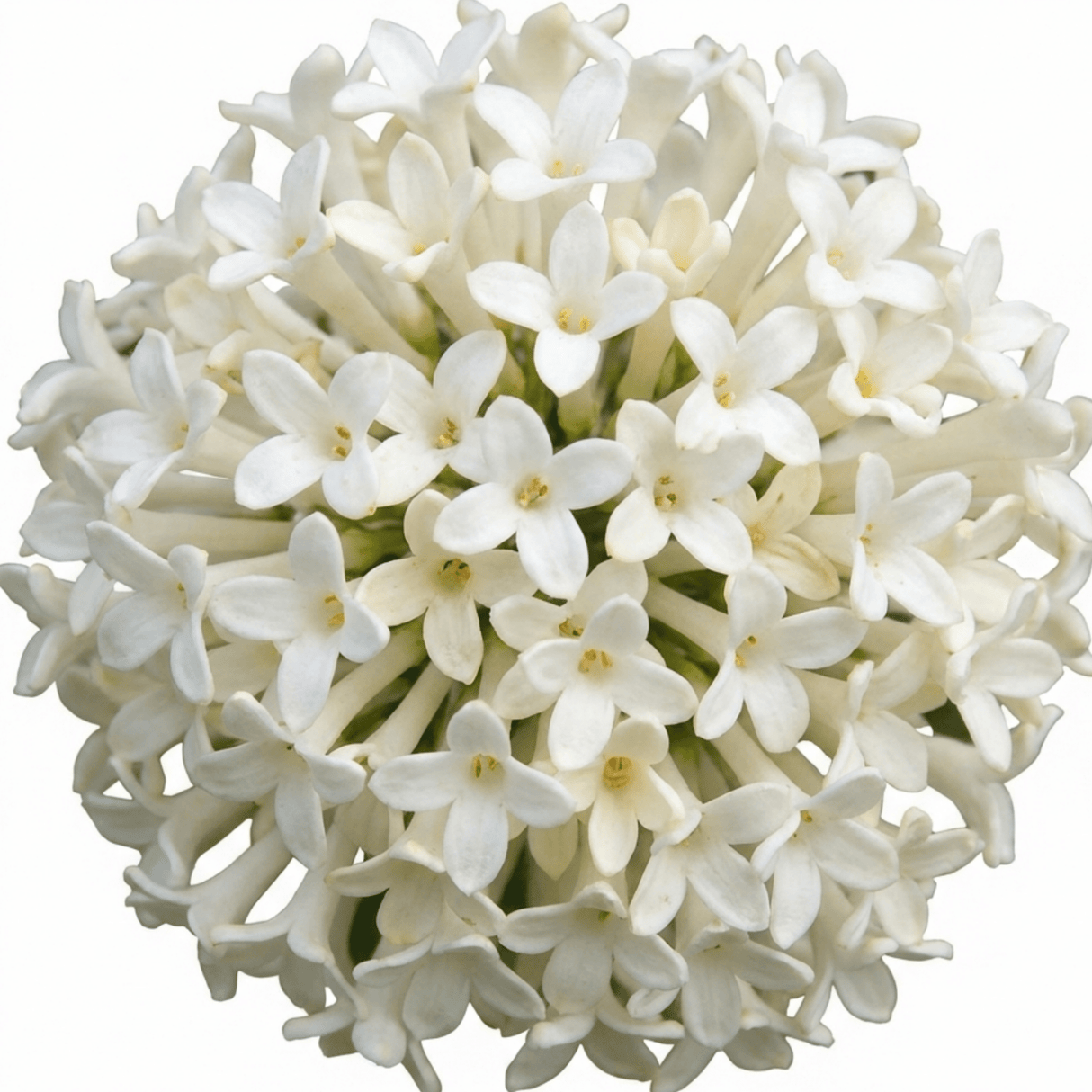 Set of 3 or 6 Osmanthus Burkwoodii Plants, Fragrant Evergreen Hedging Shrubs, Outdoor Garden Ready, White Flowers, 11cm Root-Ball - Frankton's