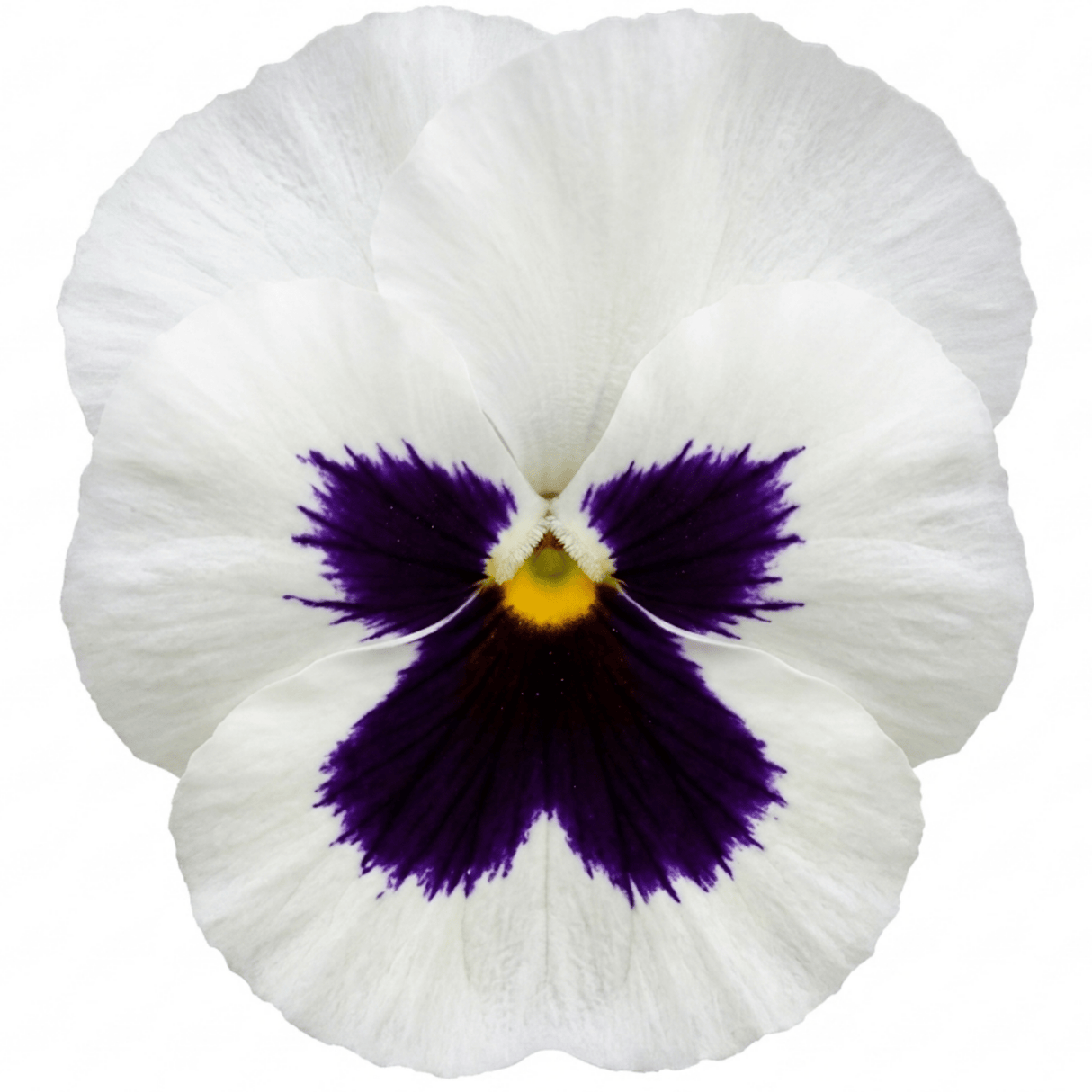 Set of 3 or 6 Pansy Cats Plus White Plants, Hardy Winter & Spring Flowering Pansies, 1 Litre Root-Ball - Frankton's