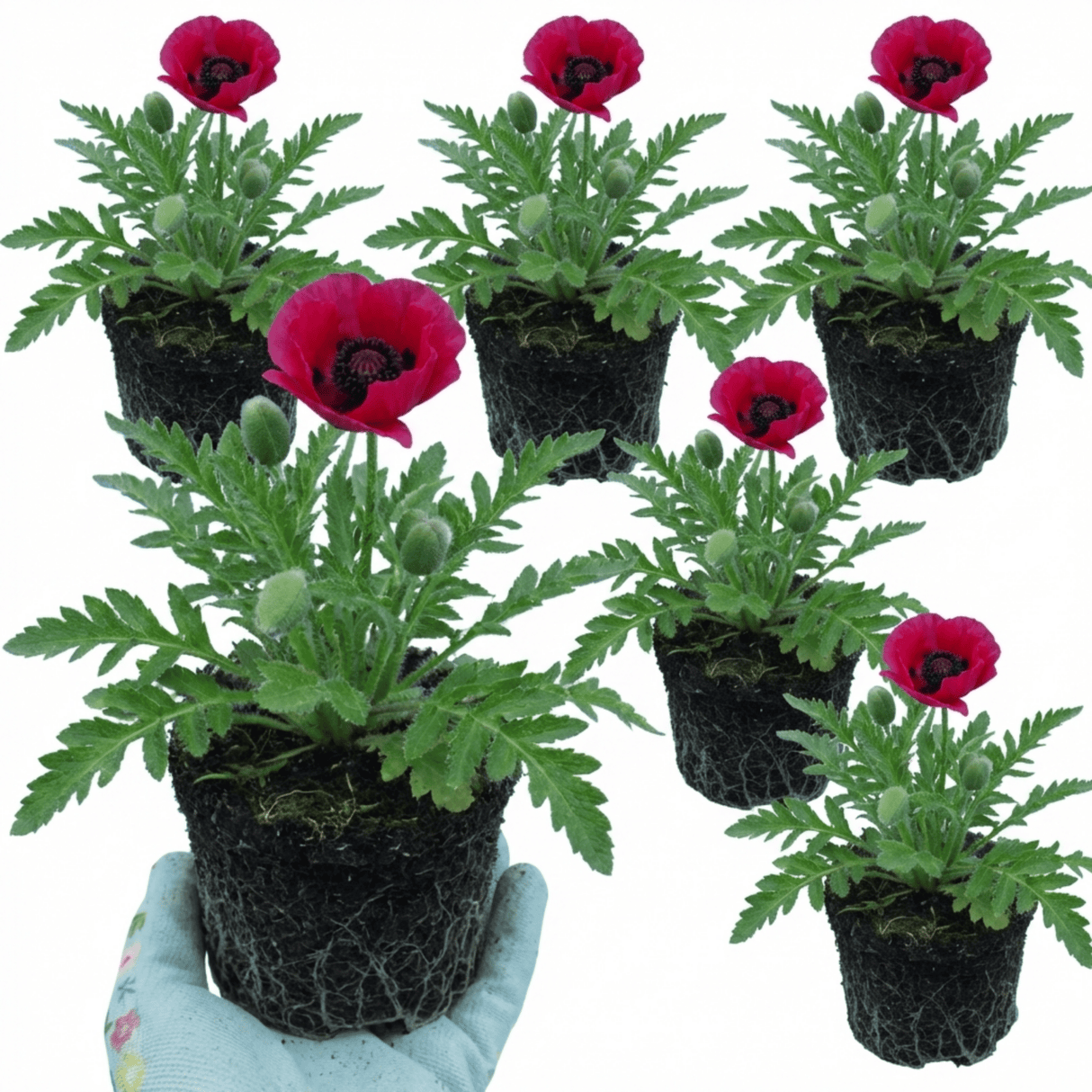 Set of 3 or 6 Papaver Orientale Beauty of Livermere Plants, Hardy Perennial Oriental Poppy, Outdoor Garden Ready, 1 Litre Root-Ball - Frankton's