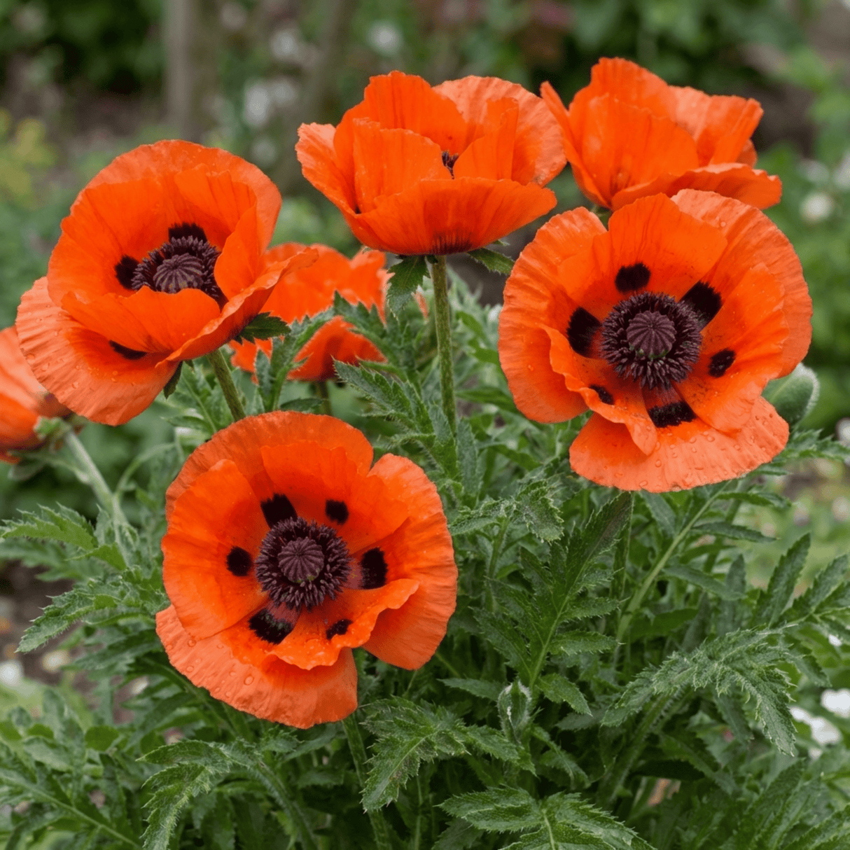 Set of 3 or 6 Papaver Orientale Brilliant Red Poppy Plants, Hardy Perennial, Outdoor Garden Ready, 1 Litre Root-Ball - Frankton's