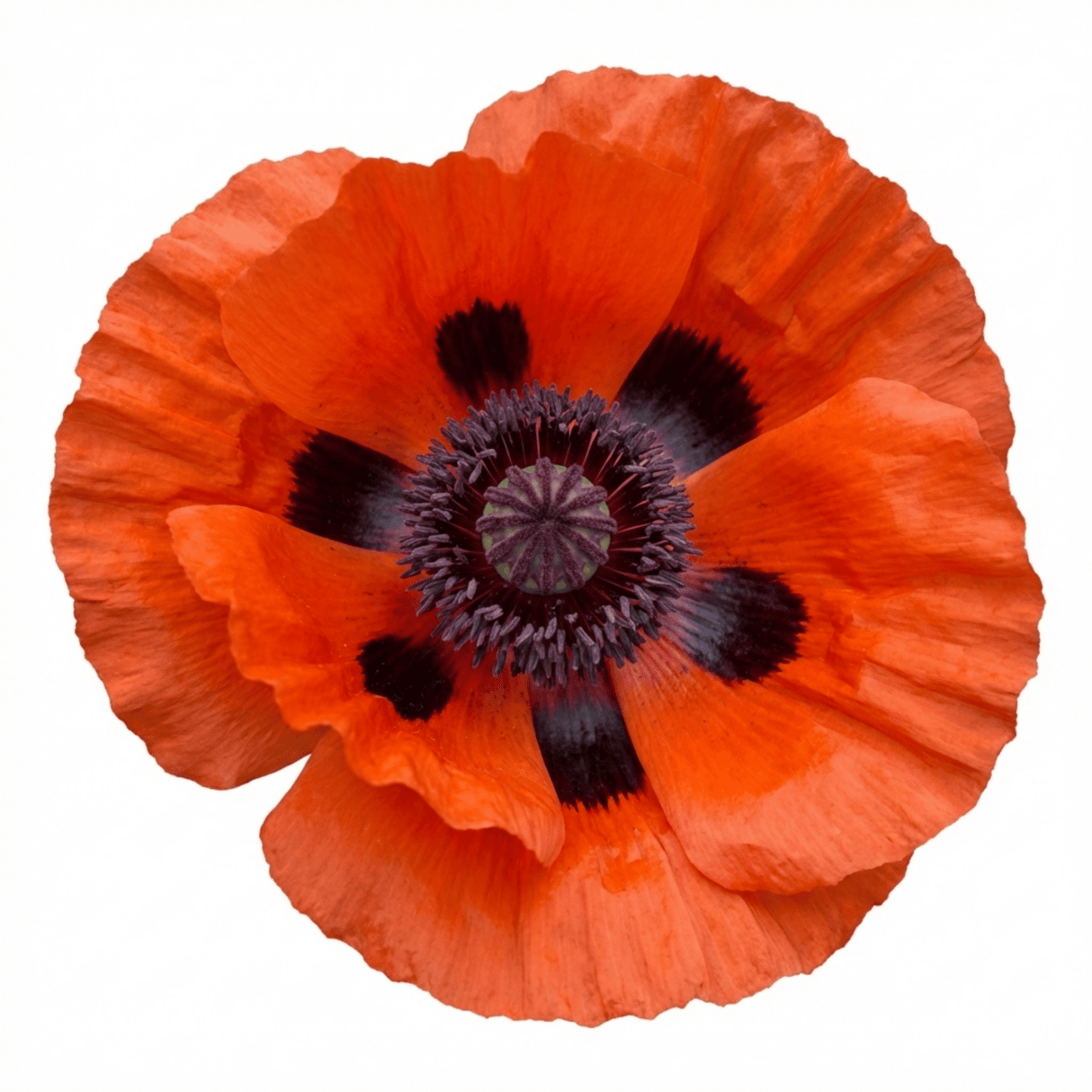 Set of 3 or 6 Papaver Orientale Brilliant Red Poppy Plants, Hardy Perennial, Outdoor Garden Ready, 1 Litre Root-Ball - Frankton's