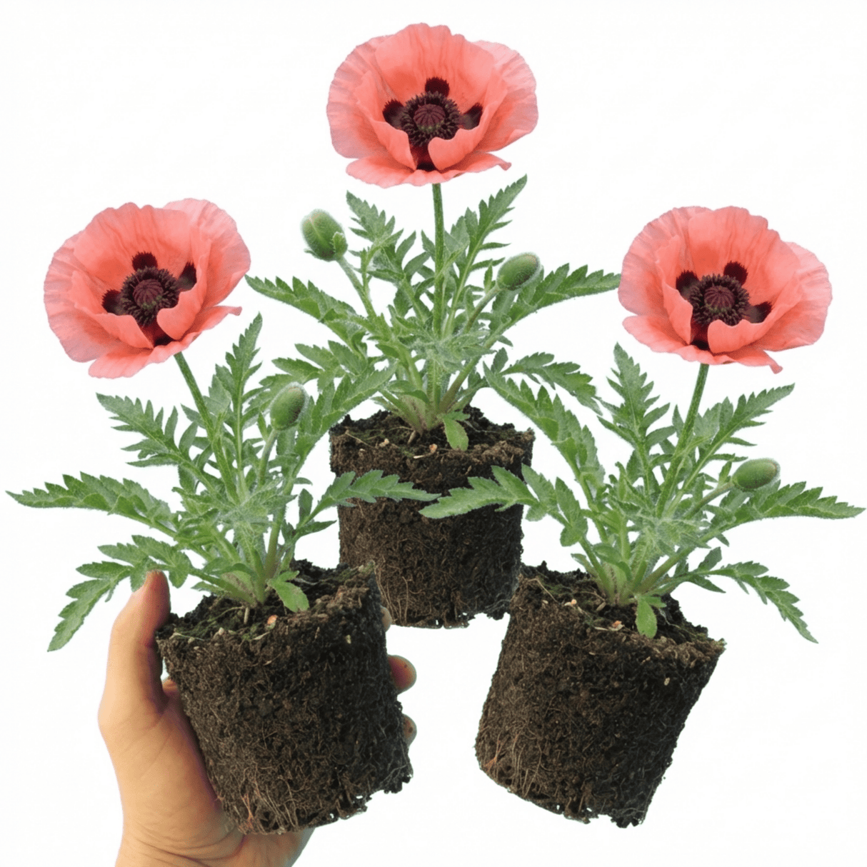 Set of 3 or 6 Papaver Orientale Garden Gnome Victoria Louise Plants, Hardy Perennial Oriental Poppy, Outdoor Garden Ready, 1 Litre Root-Ball - Frankton's