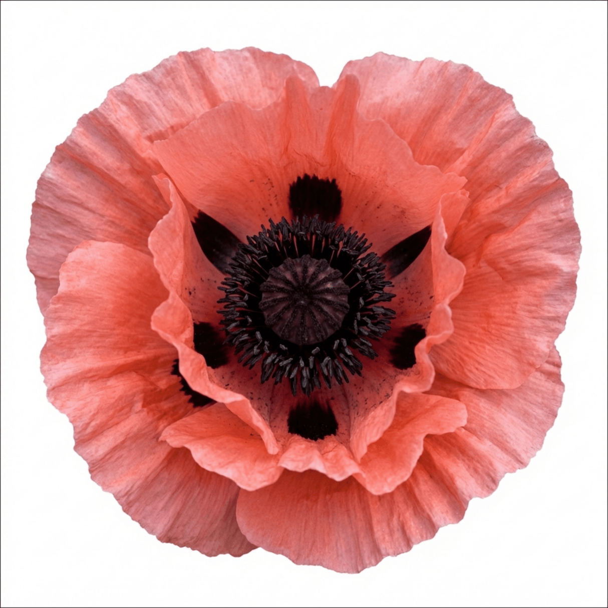 Set of 3 or 6 Papaver Orientale Garden Gnome Victoria Louise Plants, Hardy Perennial Oriental Poppy, Outdoor Garden Ready, 1 Litre Root-Ball - Frankton's