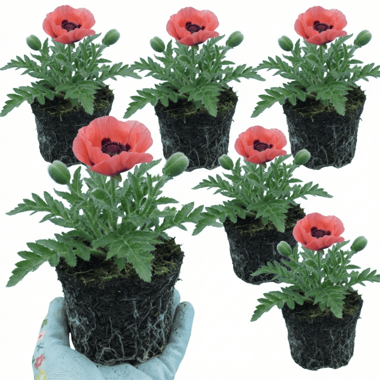 Set of 3 or 6 Papaver Orientale Garden Gnome Victoria Louise Plants, Hardy Perennial Oriental Poppy, Outdoor Garden Ready, 1 Litre Root-Ball - Frankton's