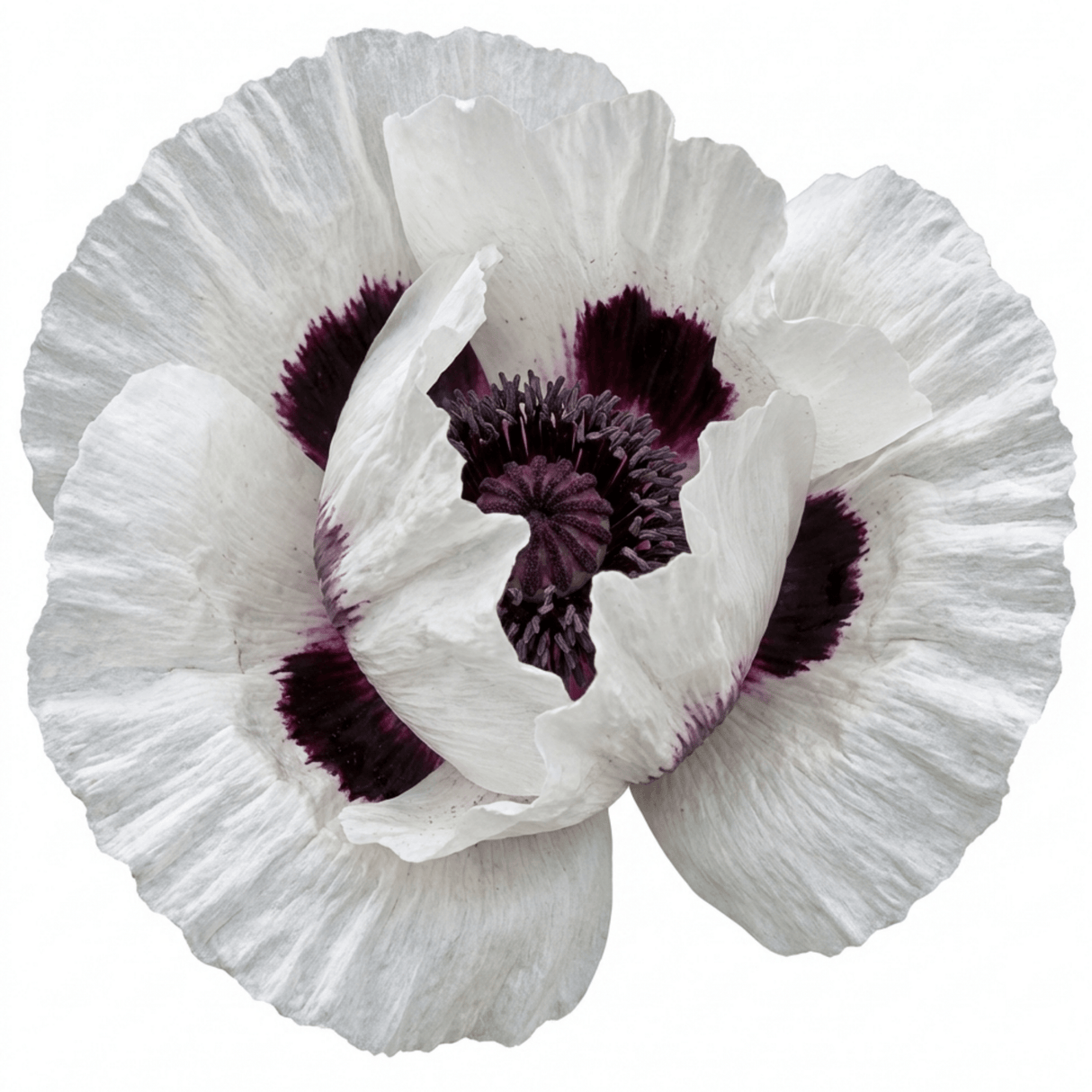 Set of 3 or 6 Papaver Orientale Royal Wedding Plants, Hardy White Oriental Poppy Perennial, 1 Litre Root Ball - Frankton's