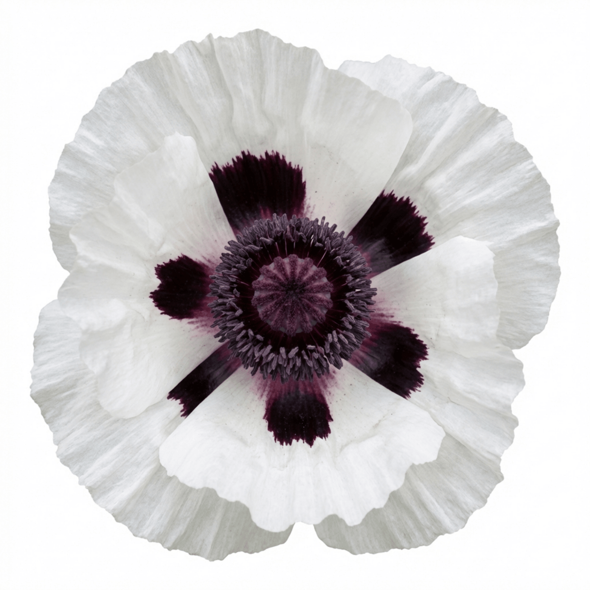 Set of 3 or 6 Papaver Orientale Royal Wedding Poppy Plants, Hardy Perennial, Outdoor Garden Ready, 1 Litre Root-Ball - Frankton's