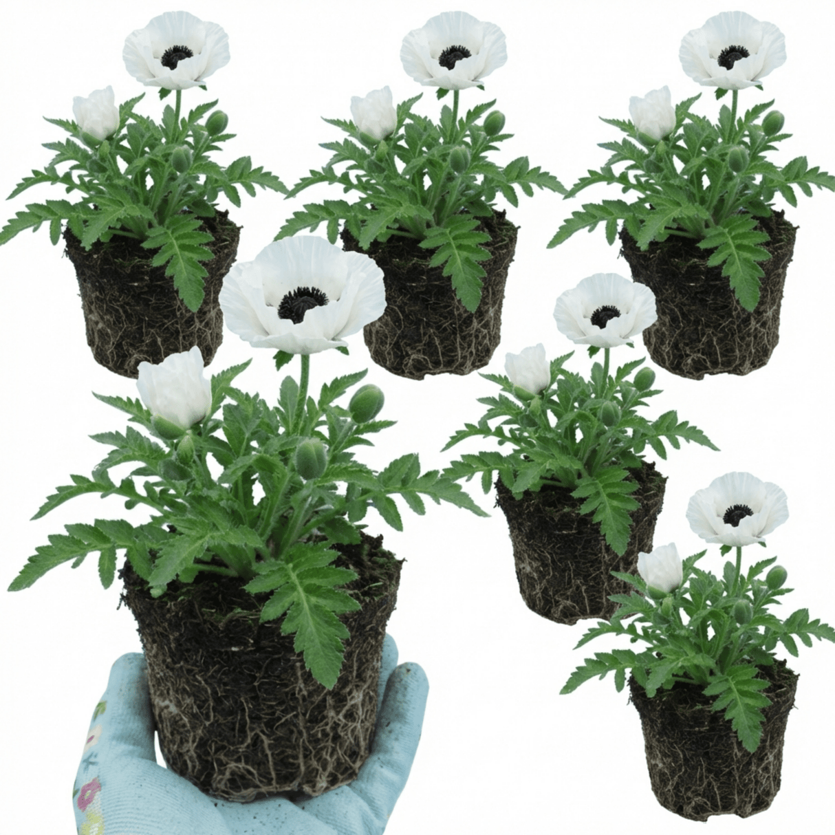 Set of 3 or 6 Papaver Orientale Royal Wedding Poppy Plants, Hardy Perennial, Outdoor Garden Ready, 1 Litre Root-Ball - Frankton's