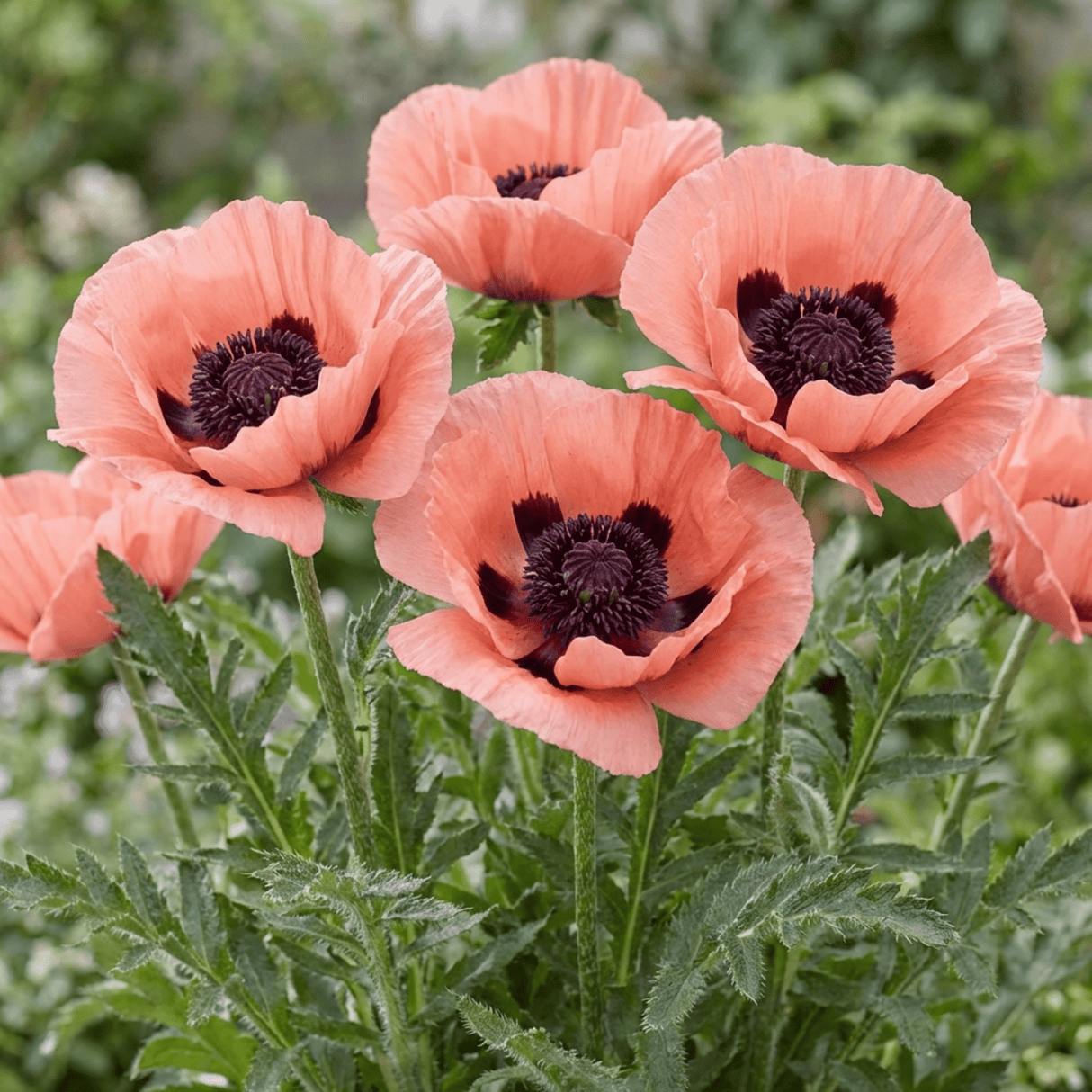 Set of 3 or 6 Papaver Orientale Victoria Louise Hardy Perennial Poppy Plants, Outdoor Garden Ready, 1 Litre Root-Ball - Frankton's