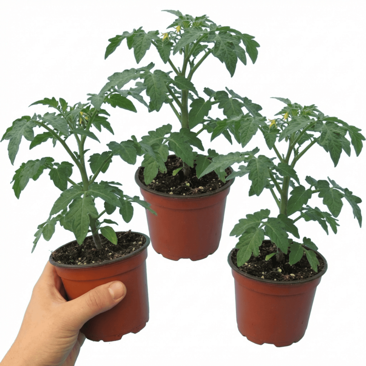 Set of 3 or 6 Patio Tomato Jo & Grace Plants, Live Tomato Seedlings, Outdoor Garden Ready, 1L Root Ball - Frankton's