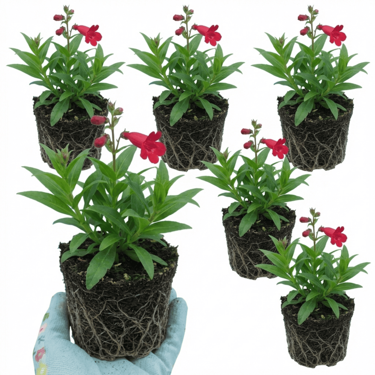Set of 3 or 6 Penstemon Red Hardy Perennial Plants, Bee Friendly Summer Flowering, Outdoor Garden Ready, 1 Litre Root-Ball - Frankton's