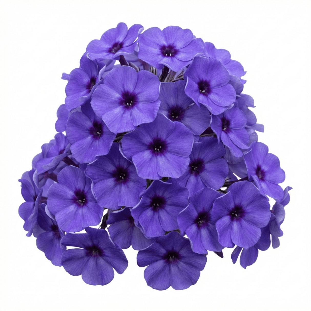 Set of 3 or 6 Phlox Blue Dark Eye Hardy Perennial Plants, Bee Friendly Summer Flowering, Outdoor Garden Ready, 1 Litre Root-Ball - Frankton's