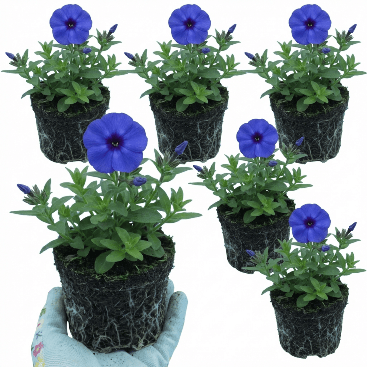 Set of 3 or 6 Phlox Blue Dark Eye Hardy Perennial Plants, Bee Friendly Summer Flowering, Outdoor Garden Ready, 1 Litre Root-Ball - Frankton's