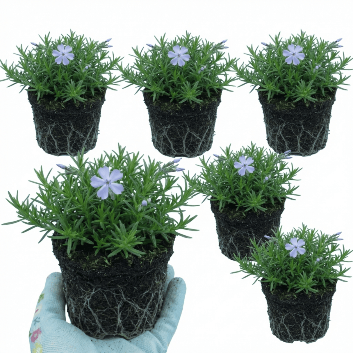 Set of 3 or 6 Phlox Emerald Cushion Blue Alpine Plants, Hardy Perennial Creeping Ground Cover, Flowering Garden Plants, 1 Litre Root-Ball - Frankton's