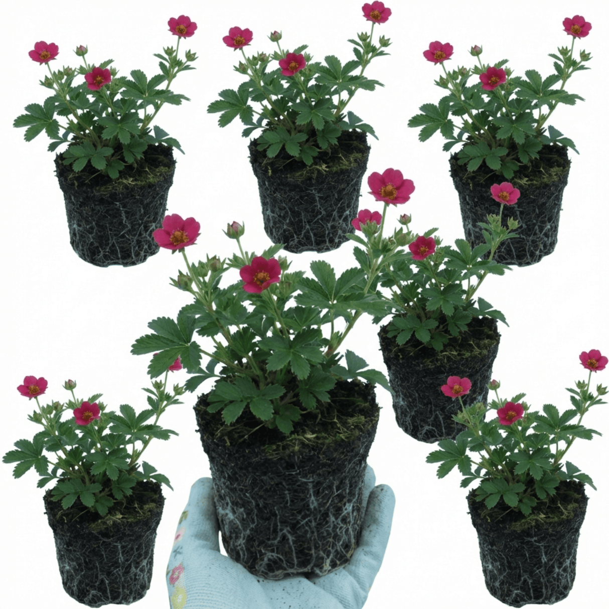 Set of 3 or 6 Potentilla Miss Wilmott Hardy Perennial Shrub Plants, Bee Friendly Summer Flowering, Outdoor Garden Ready, 1 Litre Root-Ball - Frankton's
