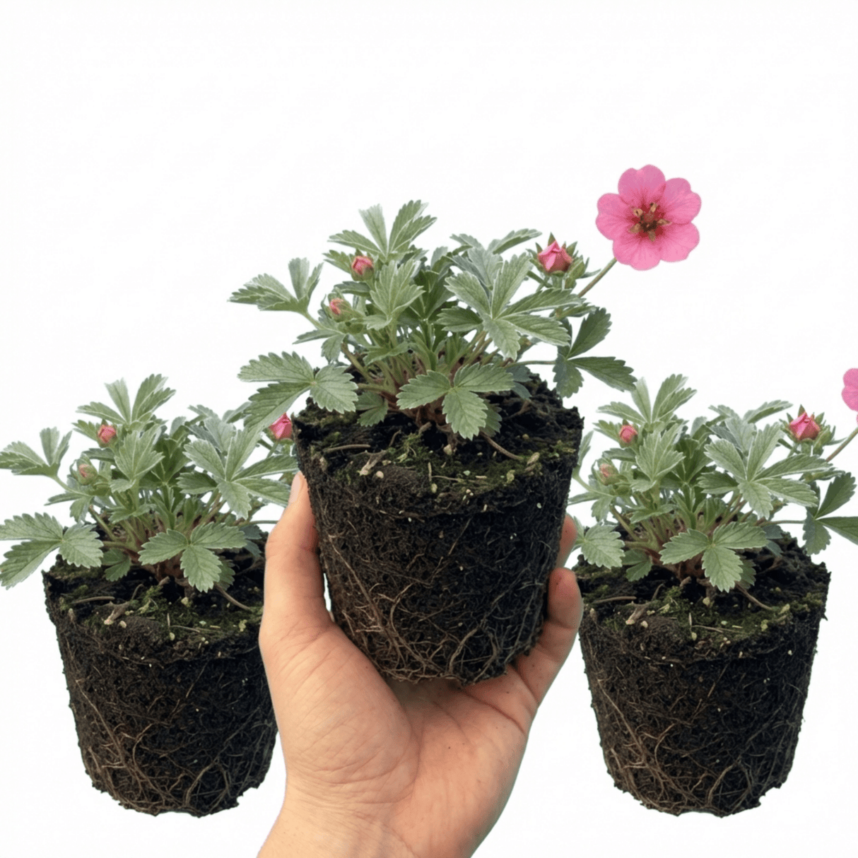Set of 3 or 6 Potentilla Miss Wilmott Hardy Perennial Shrub Plants, Bee Friendly Summer Flowering, Outdoor Garden Ready, 1 Litre Root-Ball - Frankton's