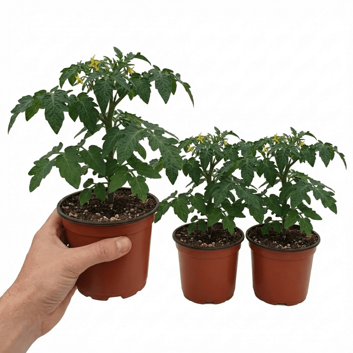 Set of 3 or 6 Premium Grafted Trilly Tomato Plants, High Yield Vegetable Plants, Ready to Plant, Outdoor Garden Ready, 1L Root Ball - Frankton's