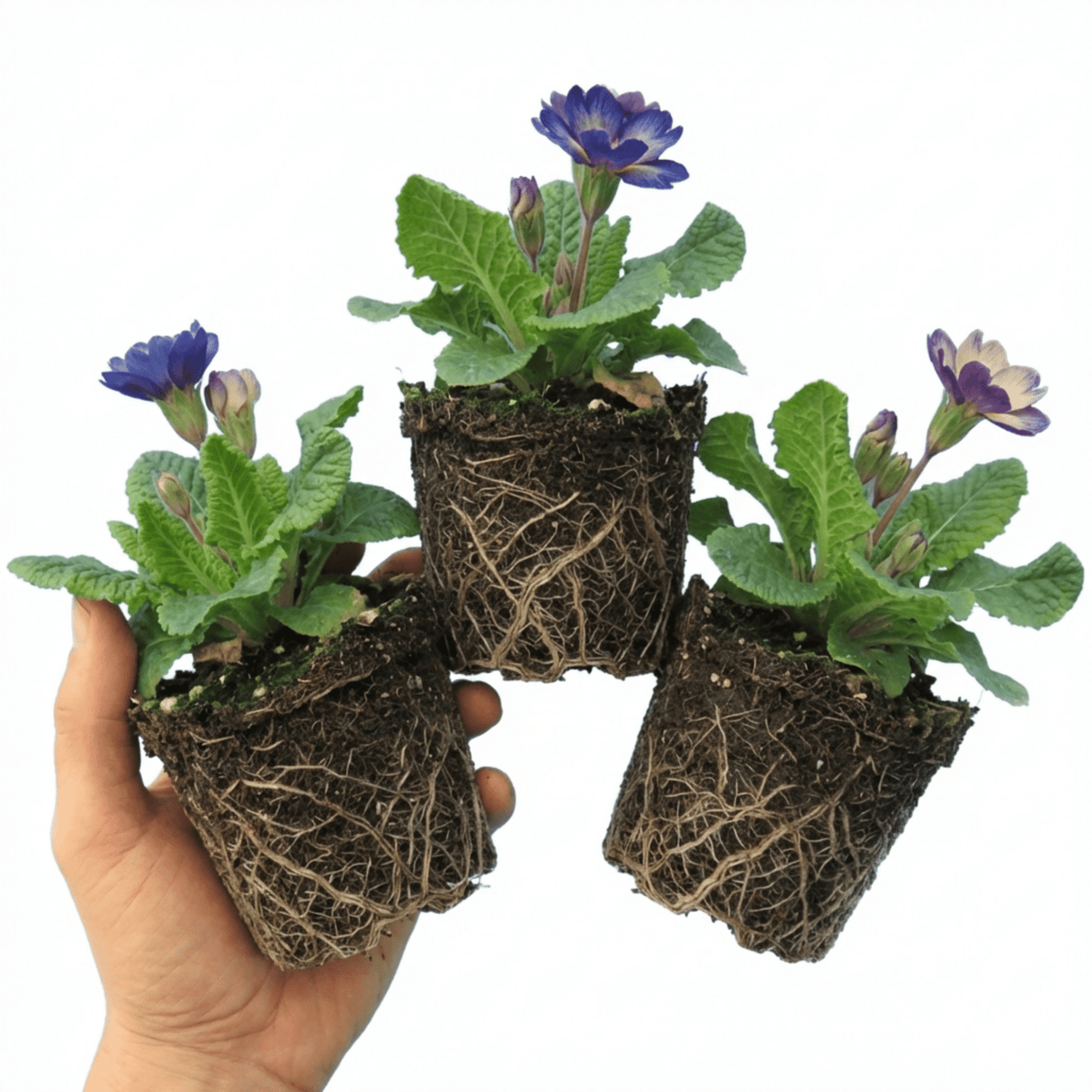 Set of 3 or 6 Primrose Chameleon Blue Hardy Perennial Plants, Colour Changing Spring Flowers, Outdoor Garden Ready, 1 Litre Root-Ball - Frankton's