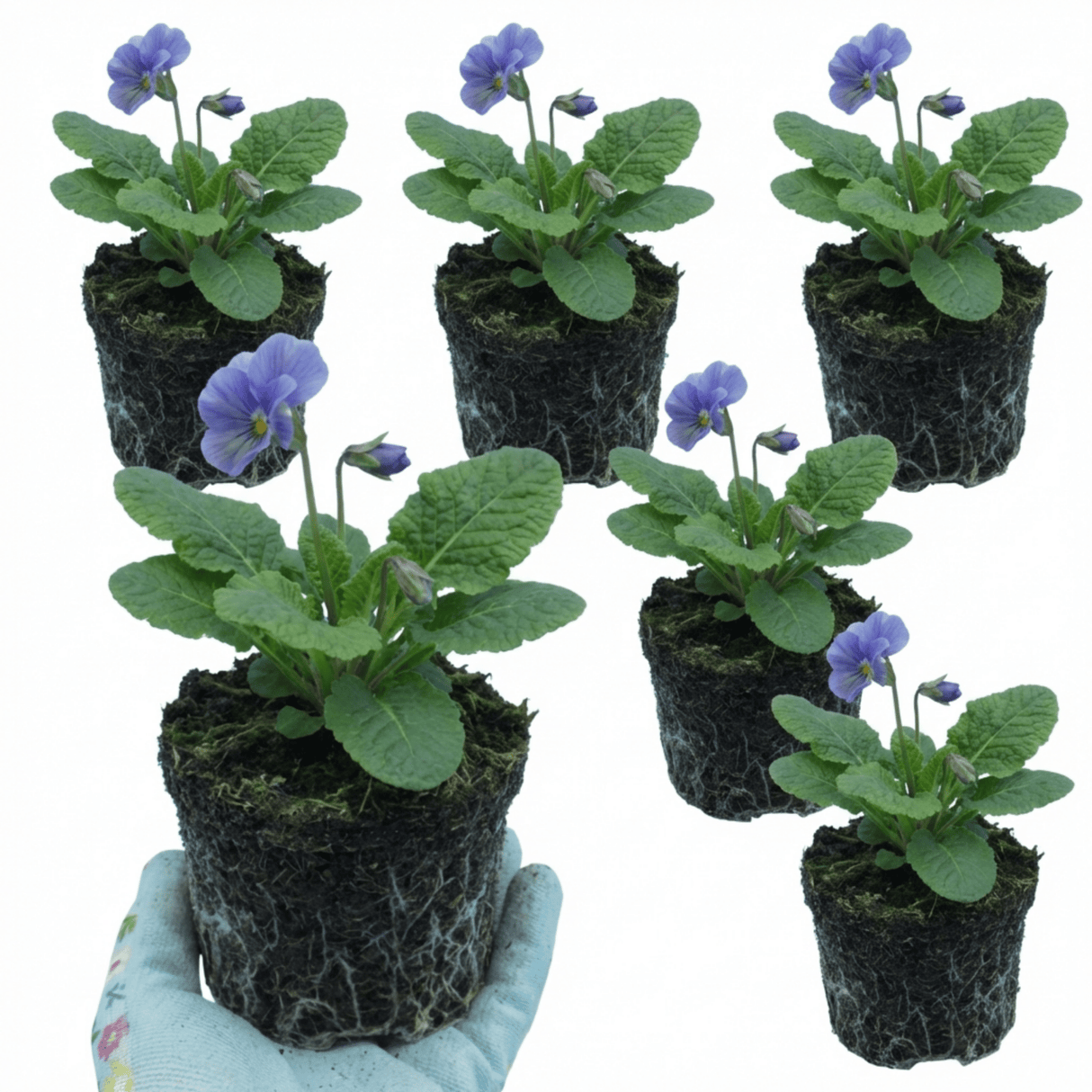 Set of 3 or 6 Primrose Chameleon Blue Hardy Perennial Plants, Colour Changing Spring Flowers, Outdoor Garden Ready, 1 Litre Root-Ball - Frankton's
