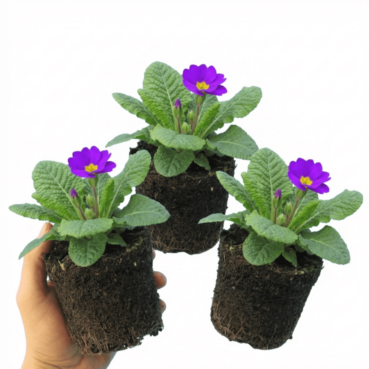 Set of 3 or 6 Primrose ‘Queen Neon Violet’ Hardy Perennial Plants, Bee Friendly Spring Flowering, Outdoor Garden Ready, 1 Litre Root-Ball - Frankton's