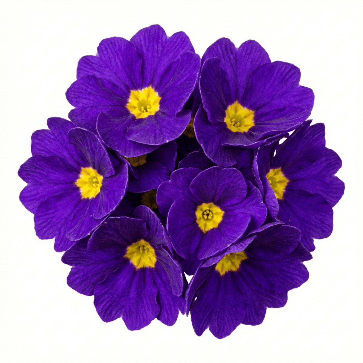 Set of 3 or 6 Primrose ‘Queen Neon Violet’ Hardy Perennial Plants, Bee Friendly Spring Flowering, Outdoor Garden Ready, 1 Litre Root-Ball - Frankton's
