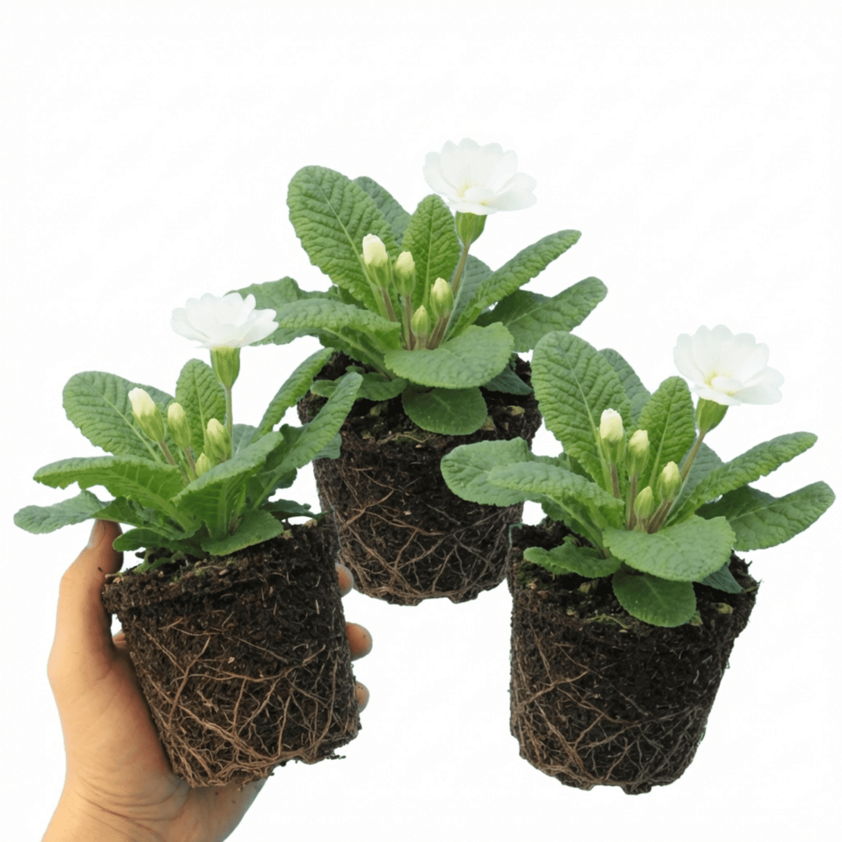 Set of 3 or 6 Primrose Queen White Hardy Perennial Plants, Spring Flowering, Outdoor Garden Ready, 1 Litre Root-Ball - Frankton's