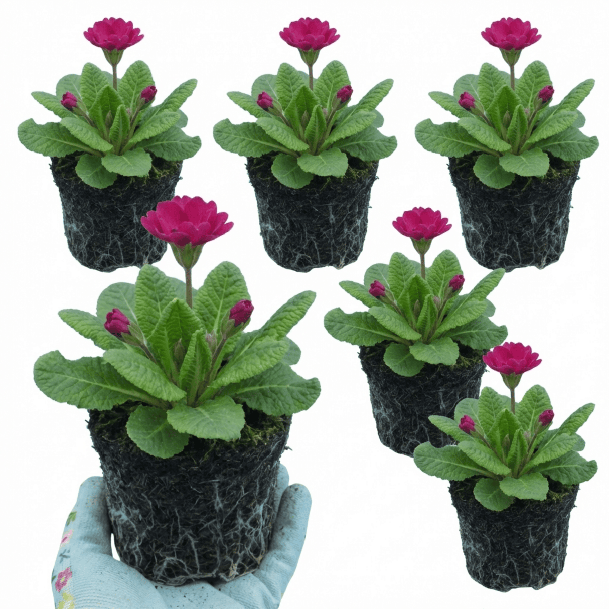 Set of 3 or 6 Primula Denticulata Deep Rose Hardy Perennial Plants, Spring Flowering, Outdoor Garden Ready, 1 Litre Root-Ball - Frankton's