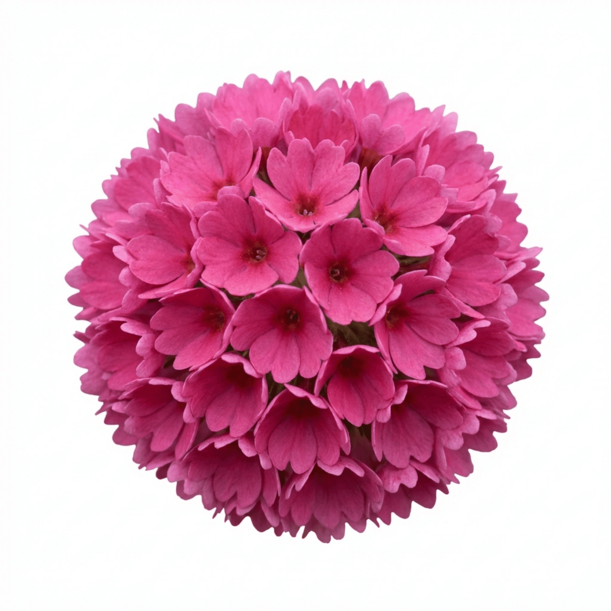 Set of 3 or 6 Primula Denticulata Deep Rose Hardy Perennial Plants, Spring Flowering, Outdoor Garden Ready, 1 Litre Root-Ball - Frankton's