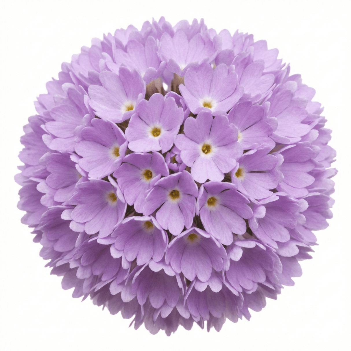 Set of 3 or 6 Primula Denticulata Lilac Drumstick Primrose Plants, Hardy Perennial, Bee Friendly Spring Flowering, Outdoor Garden Ready, 1 Litre Root-Ball - Frankton's