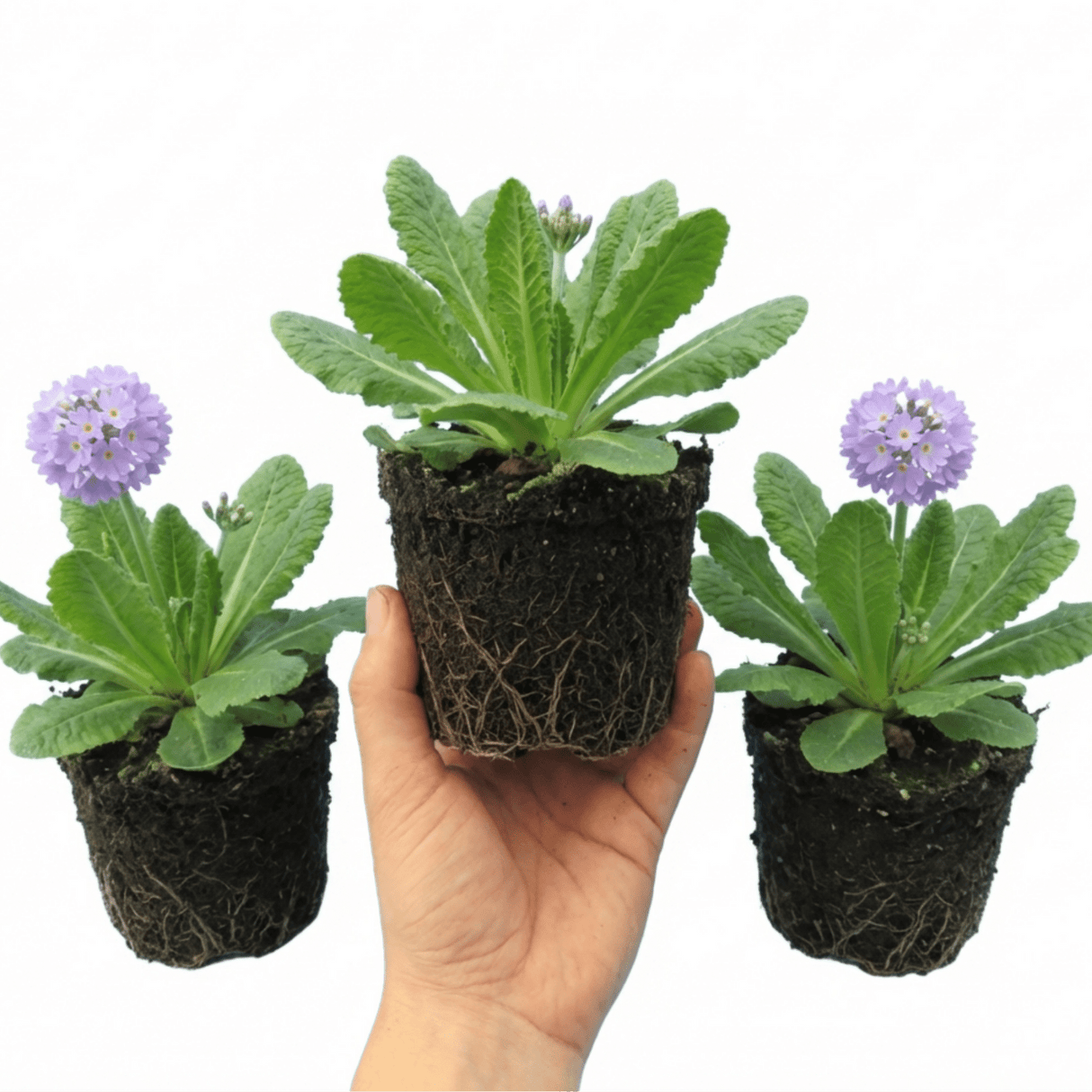 Set of 3 or 6 Primula Denticulata Lilac Drumstick Primrose Plants, Hardy Perennial, Bee Friendly Spring Flowering, Outdoor Garden Ready, 1 Litre Root-Ball - Frankton's