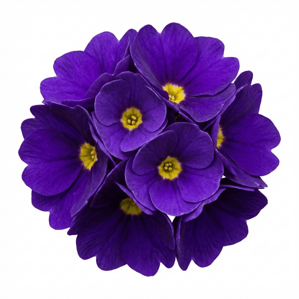 Set of 3 or 6 Primula Little Queen Violet Hardy Perennial Plants, Bee Friendly Spring Flowering, Outdoor Garden Ready, 1 Litre Root-Ball - Frankton's