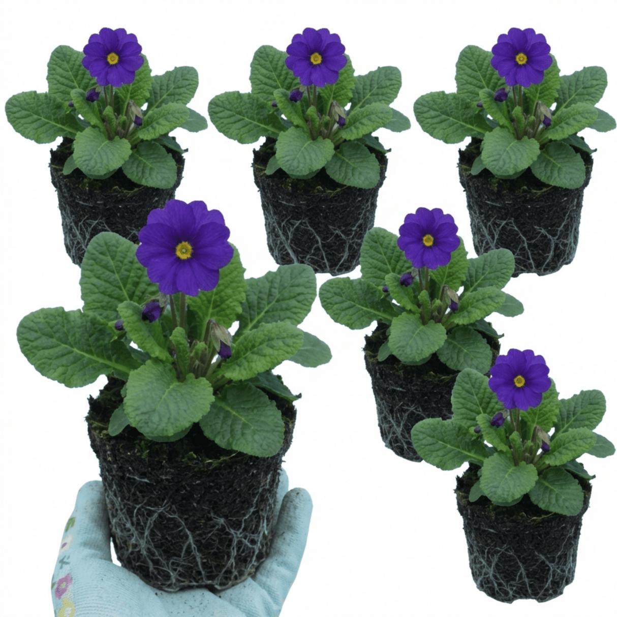 Set of 3 or 6 Primula Little Queen Violet Hardy Perennial Plants, Bee Friendly Spring Flowering, Outdoor Garden Ready, 1 Litre Root-Ball - Frankton's