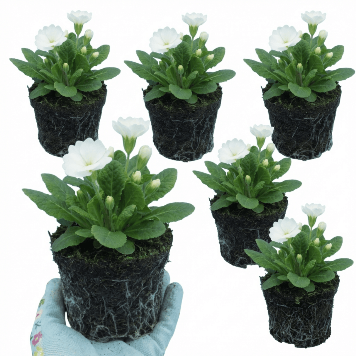 Set of 3 or 6 Primula Little Queen White Hardy Perennial Plants, Spring Flowering, Outdoor Garden Ready, 1 Litre Root-Ball - Frankton's
