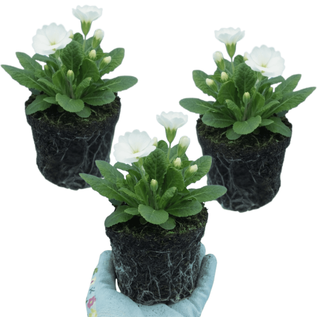 Set of 3 or 6 Primula Little Queen White Hardy Perennial Plants, Spring Flowering, Outdoor Garden Ready, 1 Litre Root-Ball - Frankton's