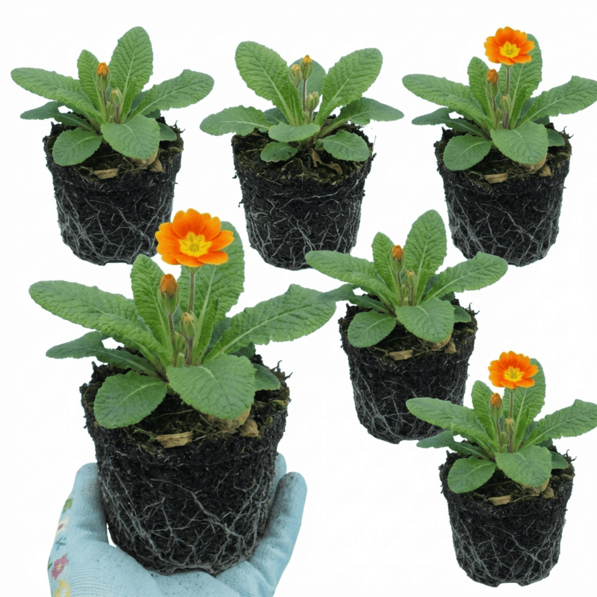 Set of 3 or 6 Primula veris Orange with Yellow Hardy Perennial Plants, Spring Flowering, Outdoor Garden Ready, 11cm Root-Ball - Frankton's