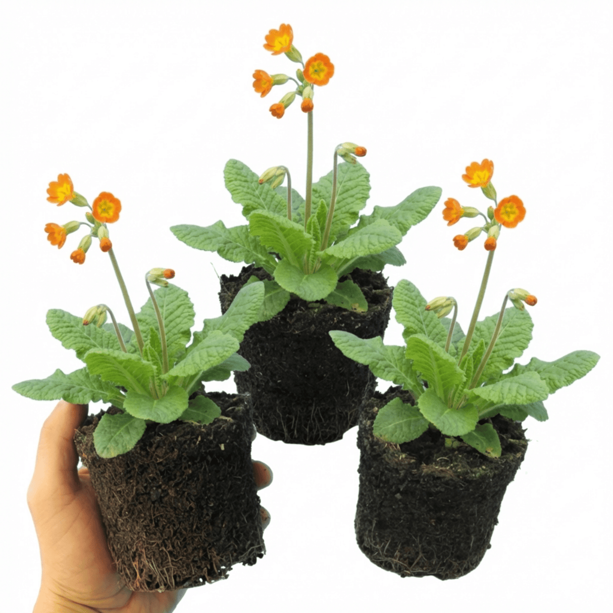 Set of 3 or 6 Primula veris Orange with Yellow Hardy Perennial Plants, Spring Flowering, Outdoor Garden Ready, 11cm Root-Ball - Frankton's