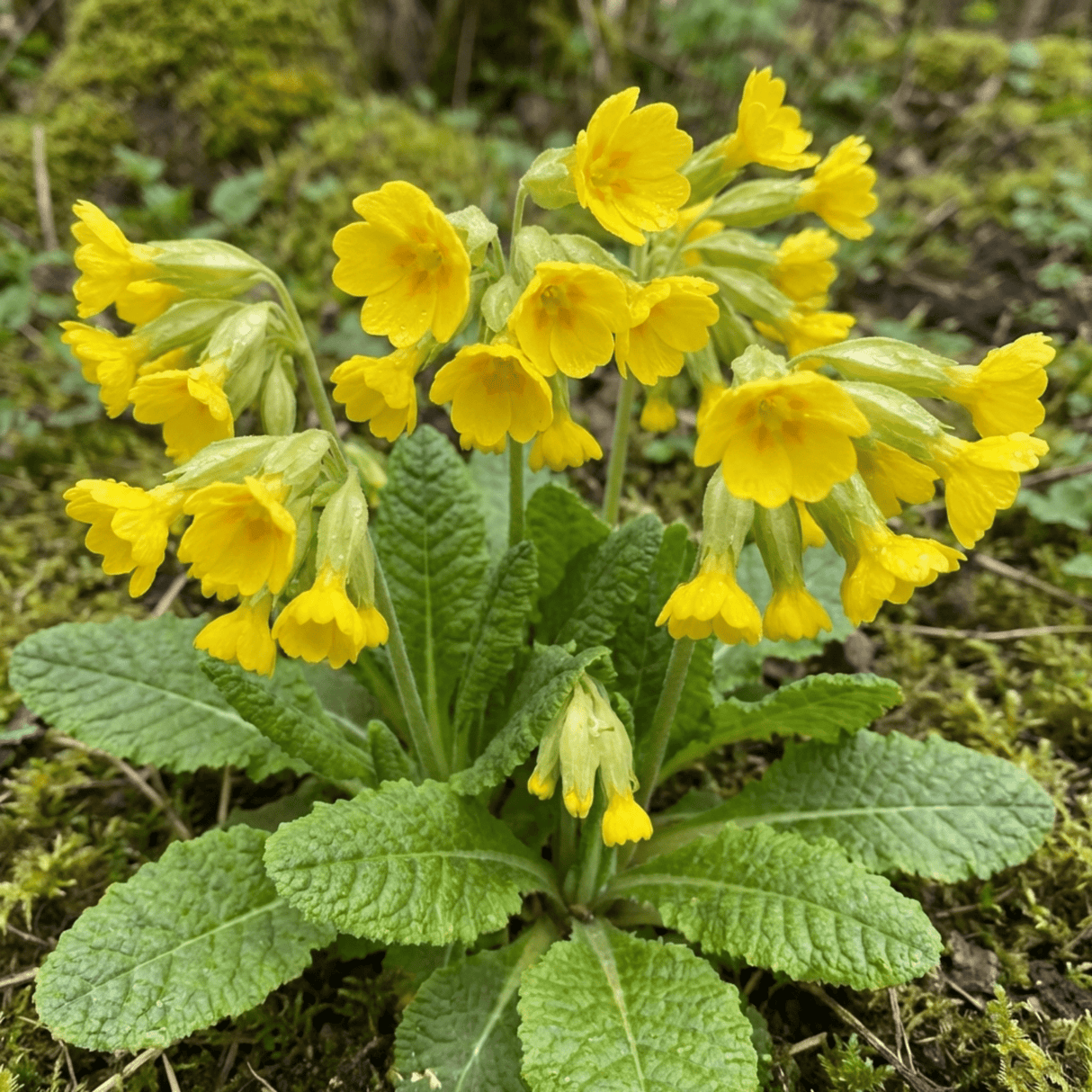 Set of 3 or 6 Primula veris Pure Yellow Hardy Perennial Plants, Spring Flowering, Outdoor Garden Ready, 1 Litre Root-Ball - Frankton's