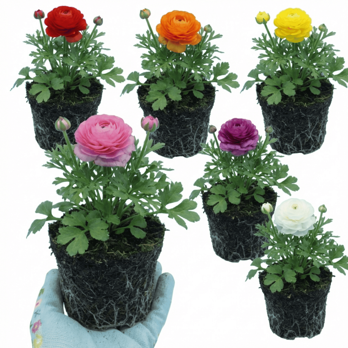Set of 3 or 6 Ranunculus Growers Colour Mix Plants, Persian Buttercup, Spring Flowering, Outdoor Garden Ready, 1 Litre Root-Ball - Frankton's
