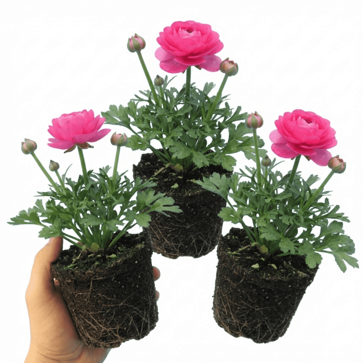 Set of 3 or 6 Ranunculus Vortex Hot Pink Persian Buttercup Plants, Spring Flowering, Outdoor Garden Ready, 1 Litre Root-Ball - Frankton's