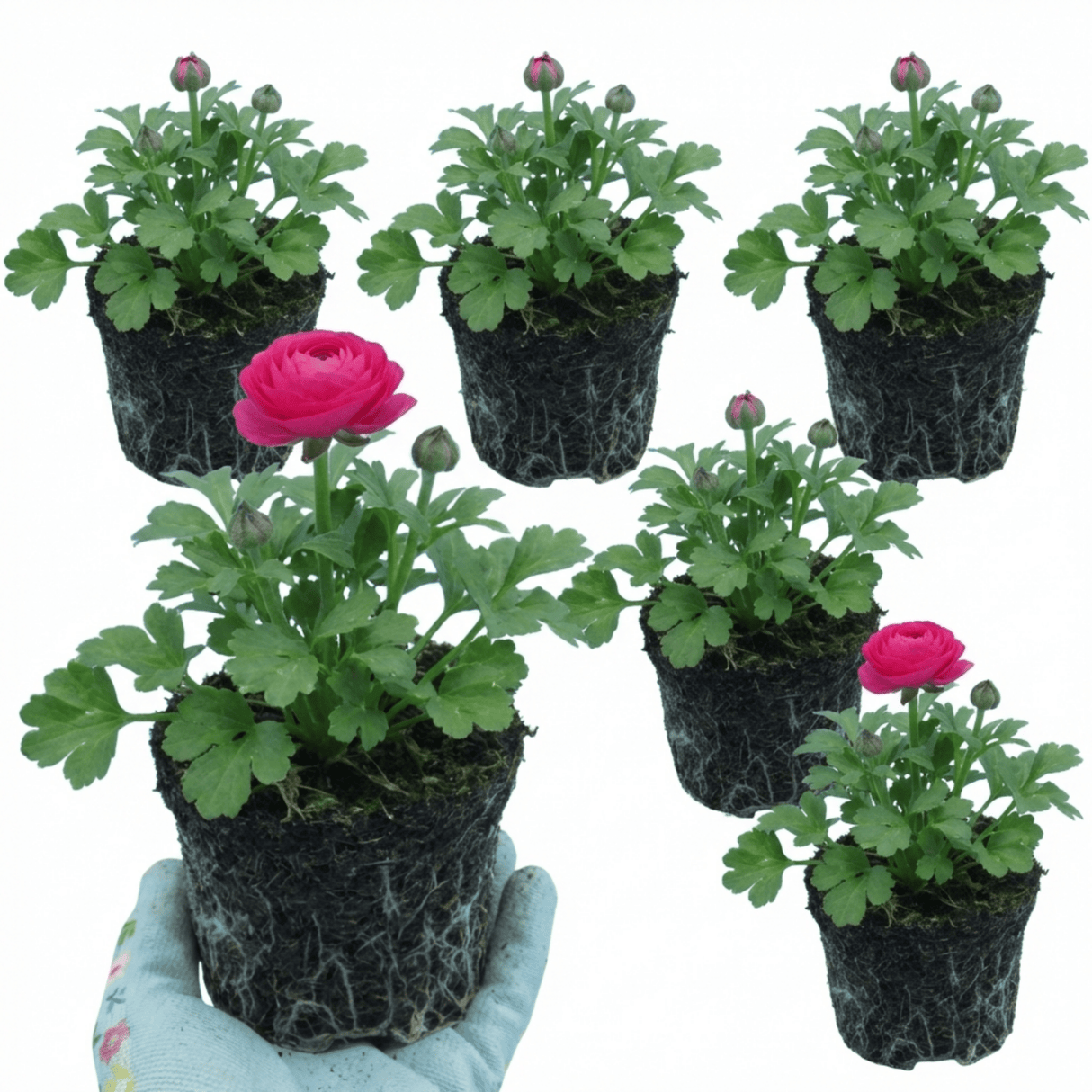 Set of 3 or 6 Ranunculus Vortex Hot Pink Persian Buttercup Plants, Spring Flowering, Outdoor Garden Ready, 1 Litre Root-Ball - Frankton's