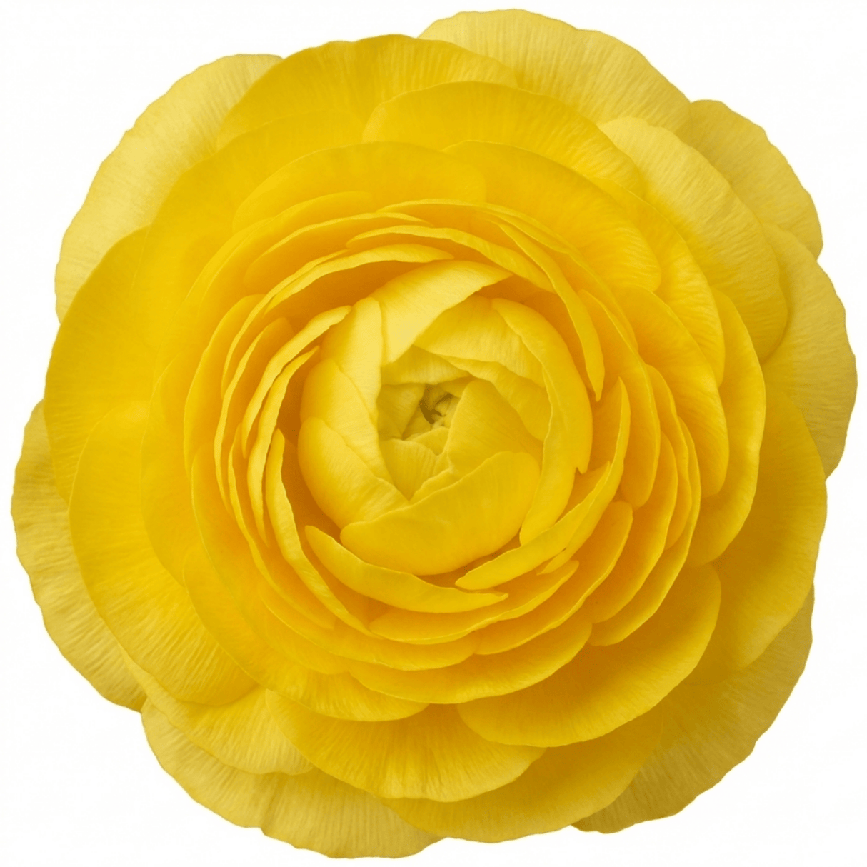 Set of 3 or 6 Ranunculus Vortex Lemonade Persian Buttercup Plants, Hardy Yellow Perennials, Spring & Autumn Flowering, Outdoor Garden Ready, 1 Litre Root-Ball - Frankton's