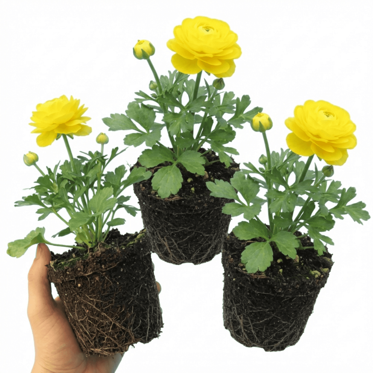 Set of 3 or 6 Ranunculus Vortex Lemonade Persian Buttercup Plants, Hardy Yellow Perennials, Spring & Autumn Flowering, Outdoor Garden Ready, 1 Litre Root-Ball - Frankton's