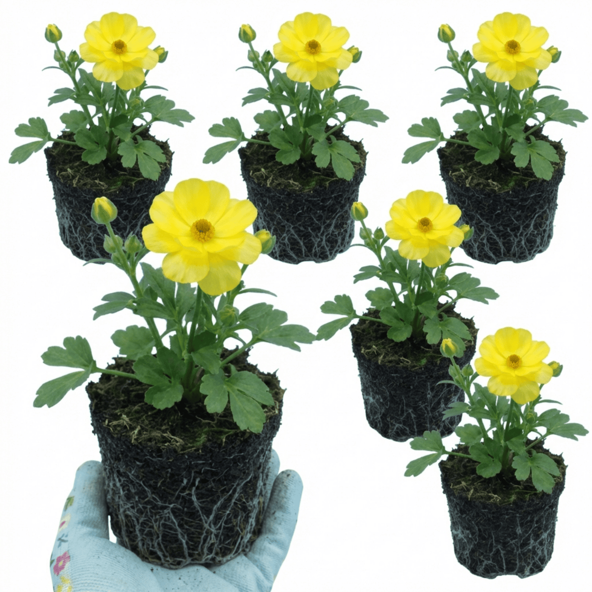 Set of 3 or 6 Ranunculus Vortex Lemonade Persian Buttercup Plants, Hardy Yellow Perennials, Spring & Autumn Flowering, Outdoor Garden Ready, 1 Litre Root-Ball - Frankton's
