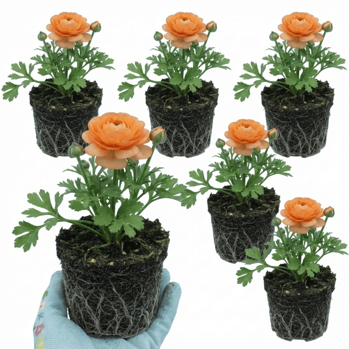 Set of 3 or 6 Ranunculus Vortex Orange Apricot Persian Buttercup Plants, Hardy Perennial, Spring Flowering, Outdoor Garden Ready, 1 Litre Root-Ball - Frankton's