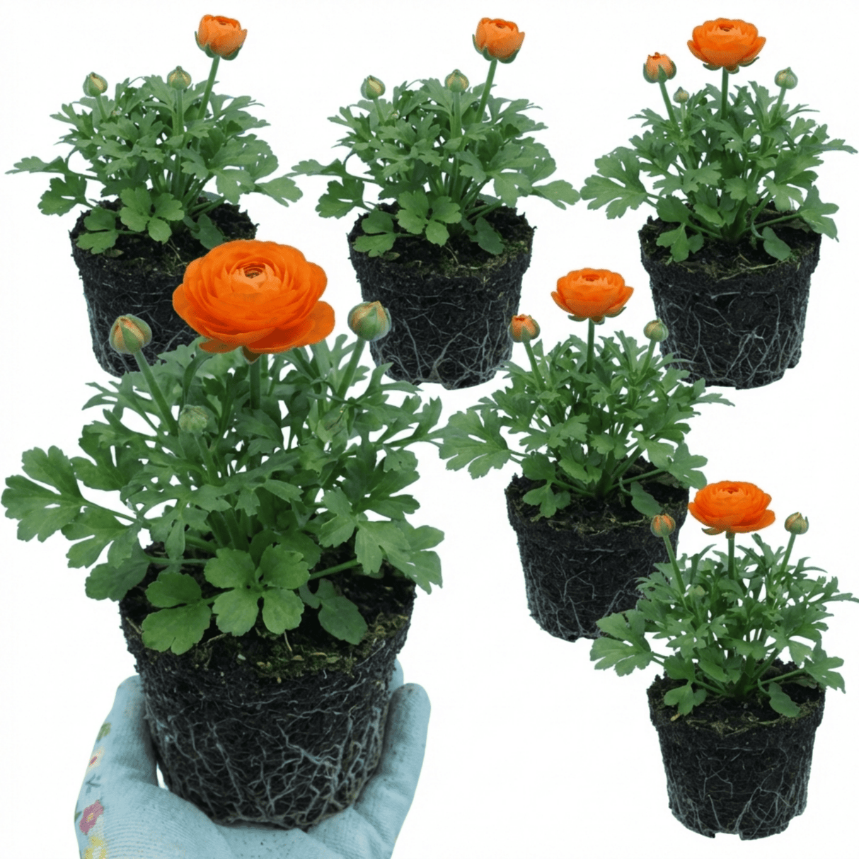 Set of 3 or 6 Ranunculus Vortex Orange Persian Buttercup Plants, Hardy Perennial, Spring & Autumn Flowering, Outdoor Garden Ready, 1 Litre Root-Ball - Frankton's
