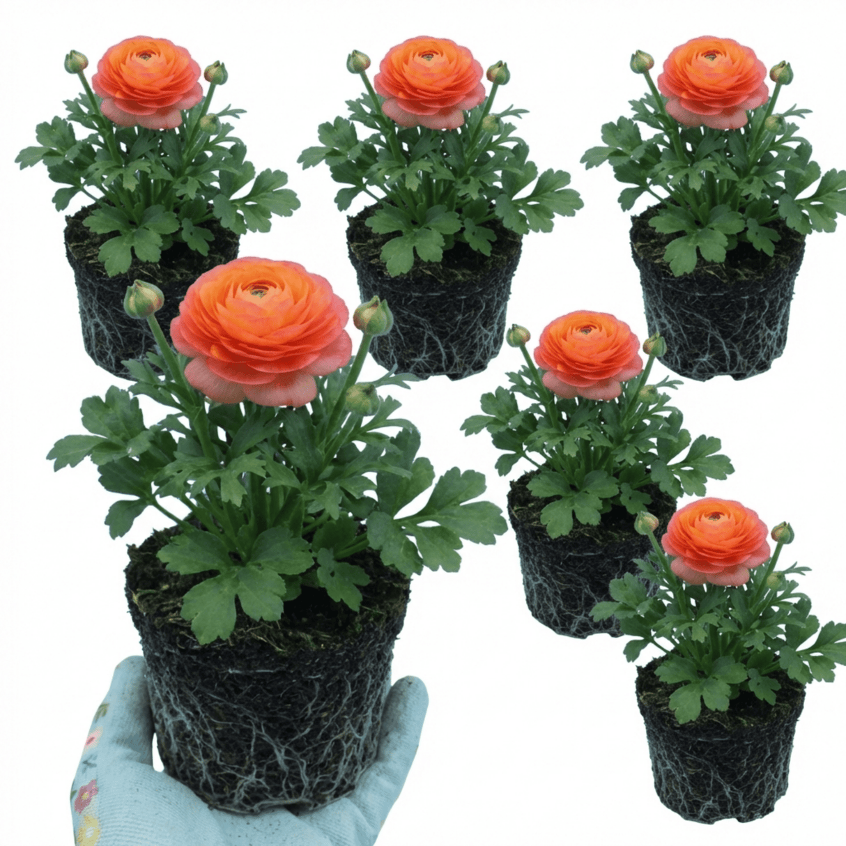 Set of 3 or 6 Ranunculus Vortex Orange Pink Persian Buttercup Plants, Hardy Perennial, Spring Flowering, Outdoor Garden Ready, 1 Litre Root-Ball - Frankton's