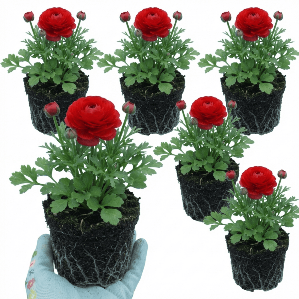 Set of 3 or 6 Ranunculus Vortex Red Persian Buttercup Plants, Spring & Autumn Flowering, Outdoor Garden Ready, 1 Litre Root-Ball - Frankton's